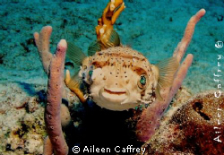 Smiley Globefish Cozumel by Aileen Caffrey 